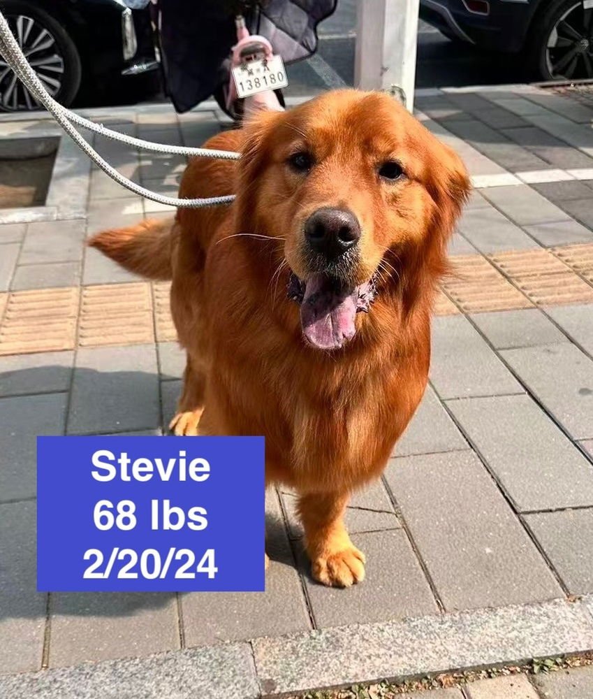 STEVIE - Golden Retriever available for adoption
