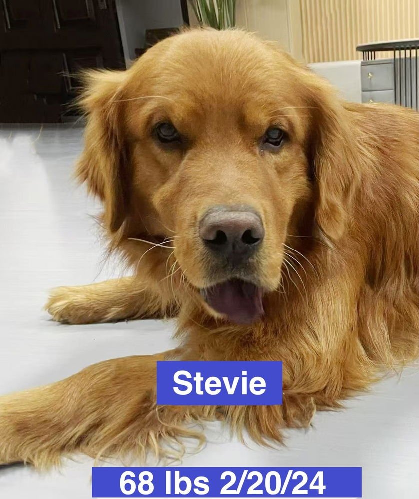 STEVIE - Golden Retriever available for adoption