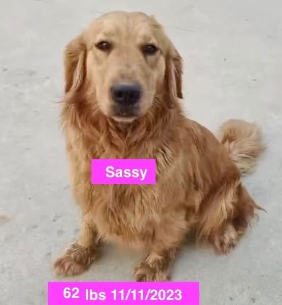 SASSY - Golden Retriever available for adoption