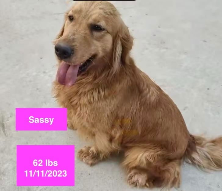 SASSY - Golden Retriever available for adoption