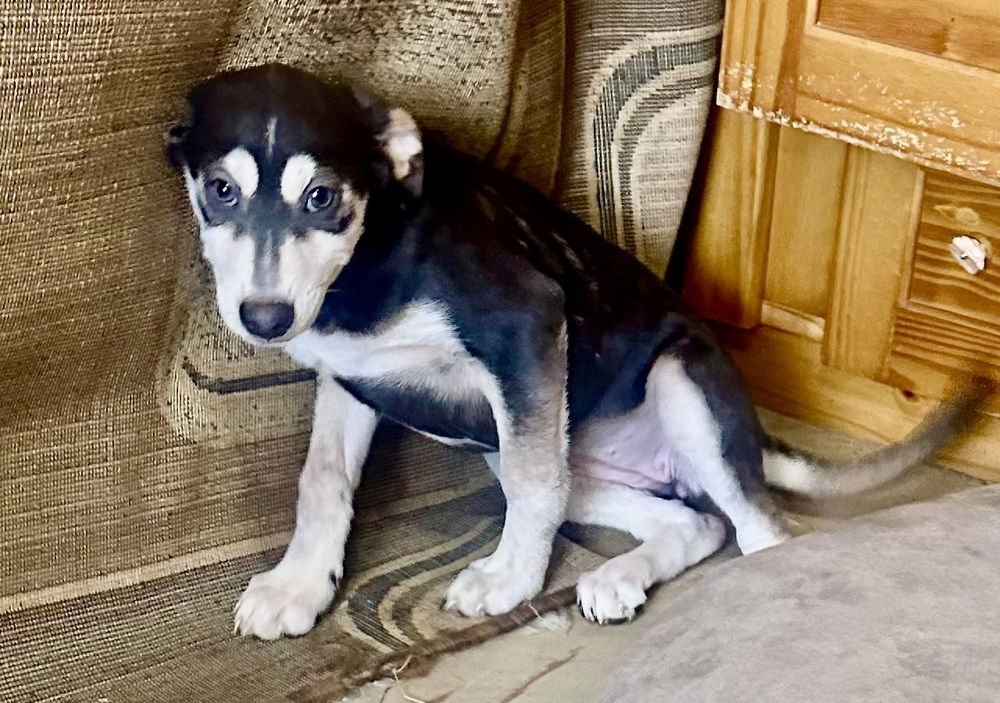 MIA - Labrador Retriever / Australian Kelpie available for adoption