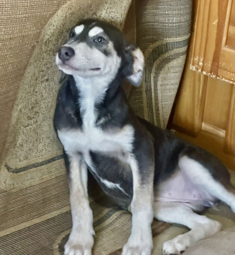 MIA - Labrador Retriever / Australian Kelpie available for adoption