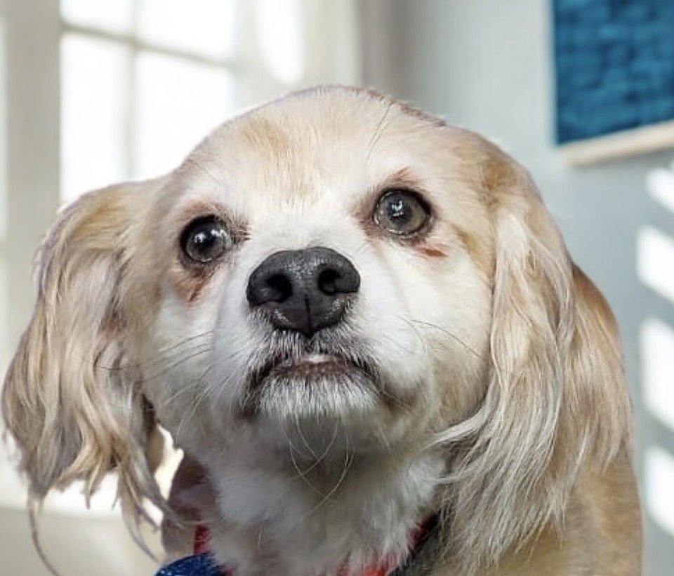 ALFIE - Spaniel / Cocker Spaniel available for adoption