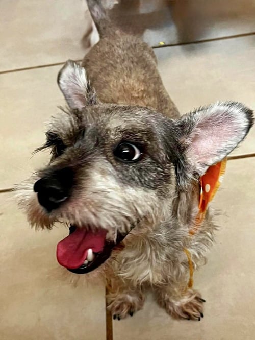 FREDDY - Schnauzer available for adoption