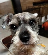 Freddy - Photo 3