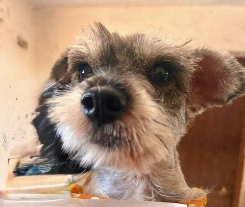 FREDDY - Schnauzer available for adoption