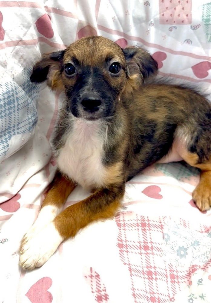 NORA - Terrier / Shepherd available for adoption