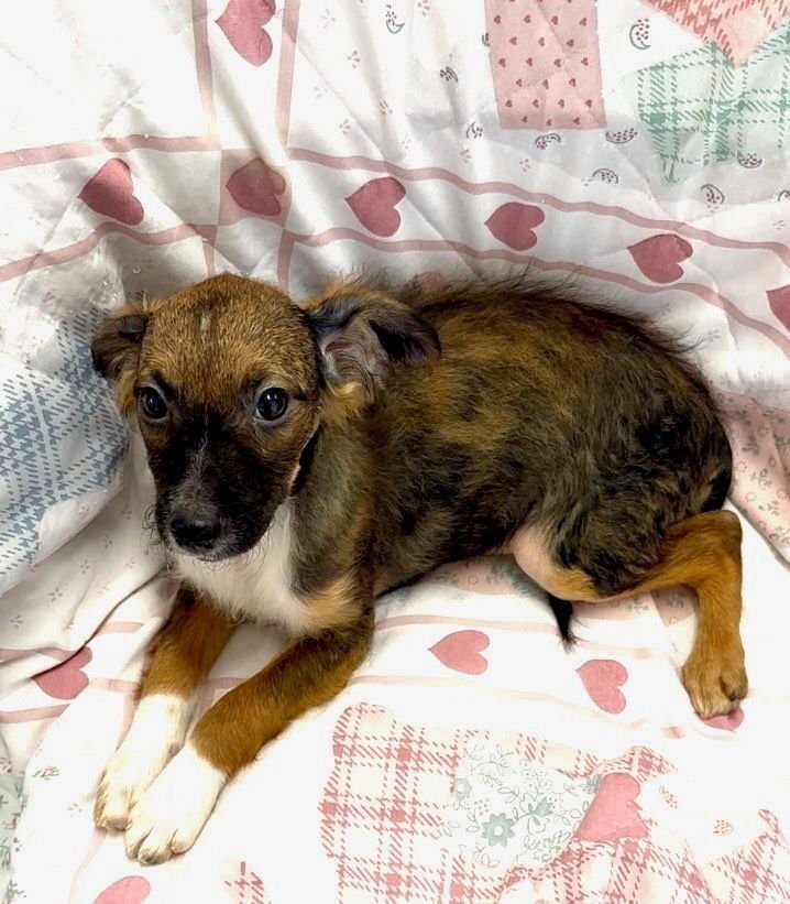 NORA - Terrier / Shepherd available for adoption