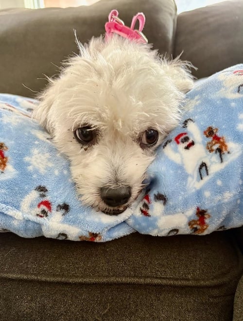 CEREZA (CHERRY) - Shih Tzu / Lhasa Apso available for adoption