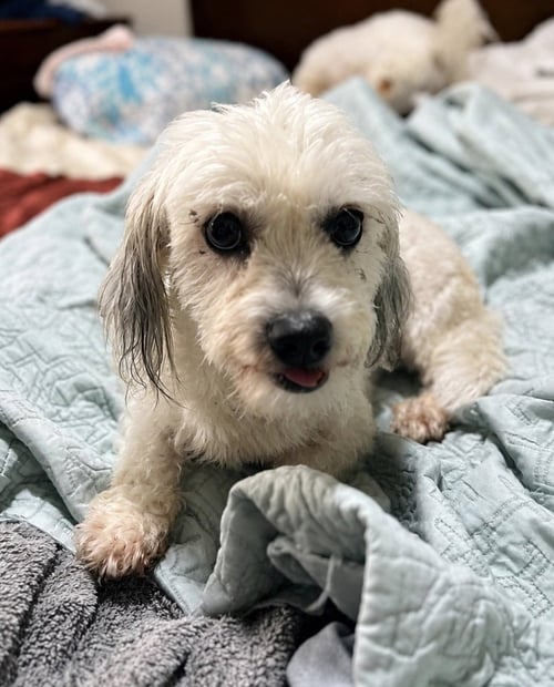 CEREZA (CHERRY) - Shih Tzu / Lhasa Apso available for adoption