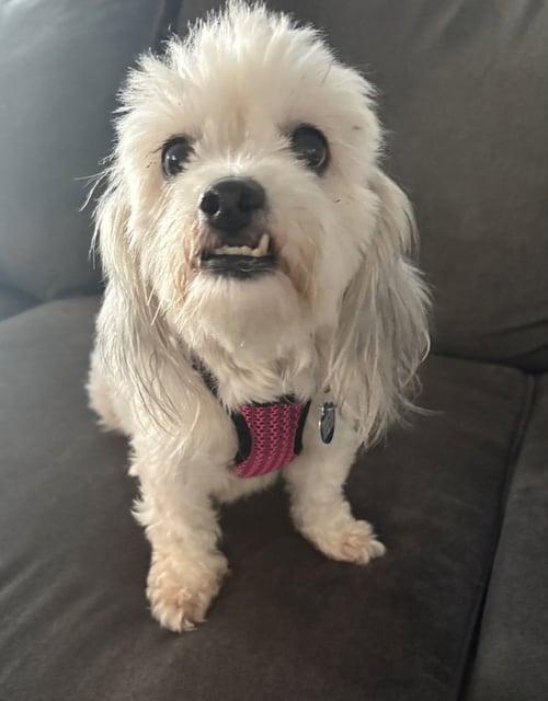 CEREZA (CHERRY) - Shih Tzu / Lhasa Apso available for adoption