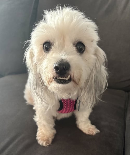 CEREZA (CHERRY) - Shih Tzu / Lhasa Apso available for adoption