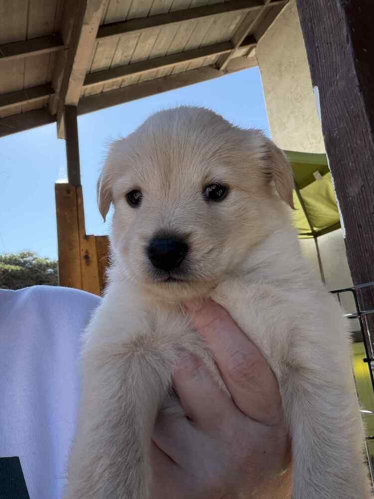 RAIN - Terrier available for adoption