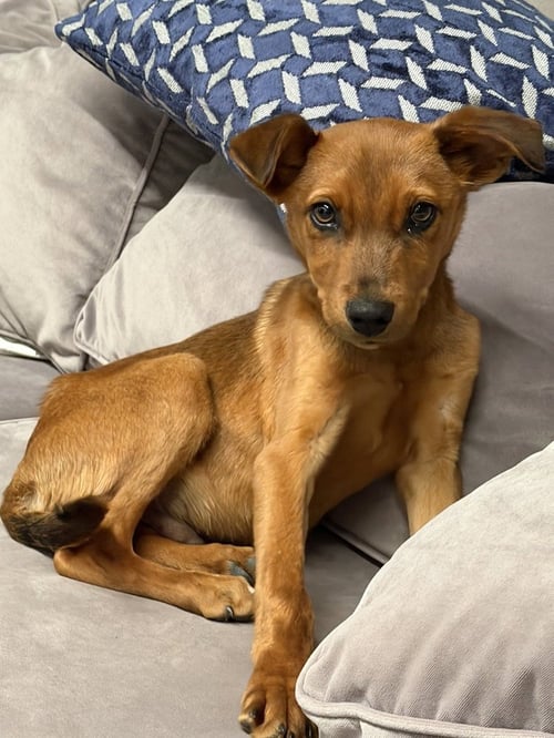 RED - Labrador Retriever available for adoption