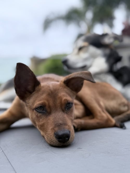 RED - Labrador Retriever available for adoption