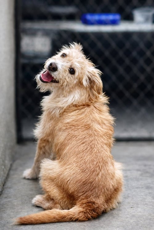 GOLDIE - Norfolk Terrier available for adoption