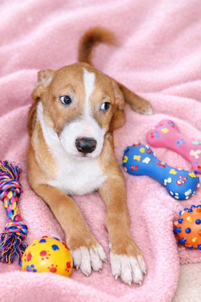 JAGGER - Labrador Retriever / Shepherd available for adoption