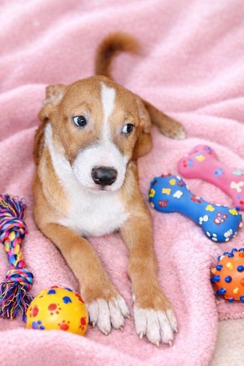 JAGGER - Labrador Retriever / Shepherd available for adoption