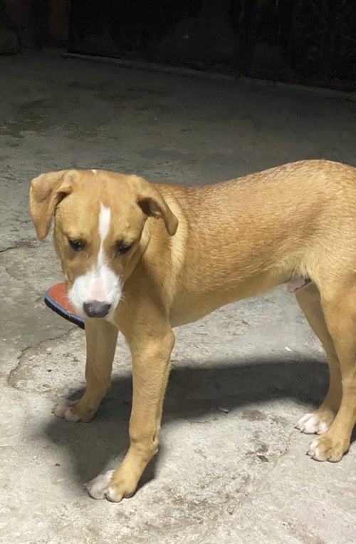 JAGGER - Labrador Retriever / Shepherd available for adoption