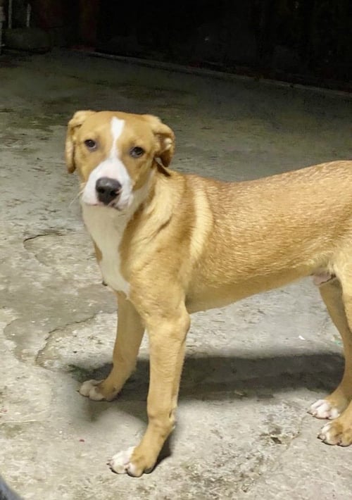 JAGGER - Labrador Retriever / Shepherd available for adoption
