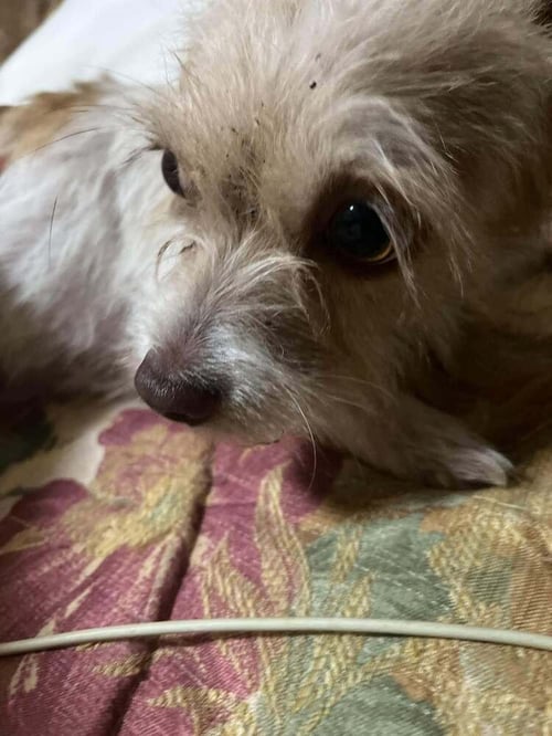 CAMILA - Shih Tzu / Chihuahua available for adoption