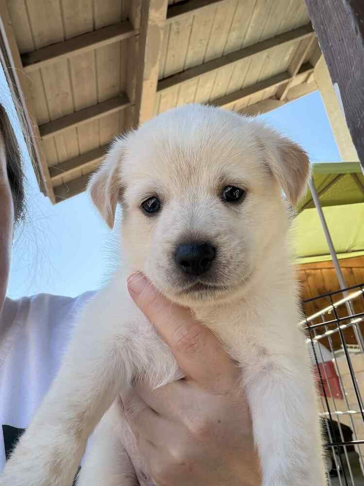 RHAPSODY - Terrier available for adoption