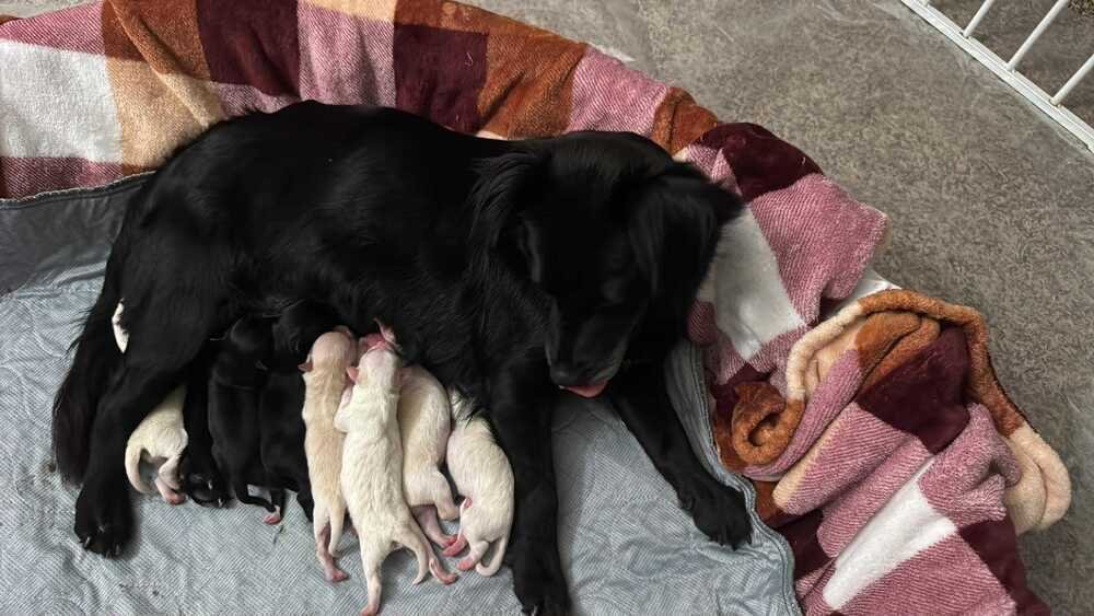 RHAPSODY - Terrier available for adoption