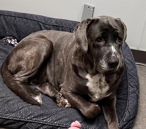 OCTAVIA - English Mastiff available for adoption