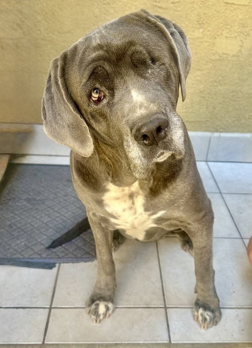 OCTAVIA - English Mastiff available for adoption