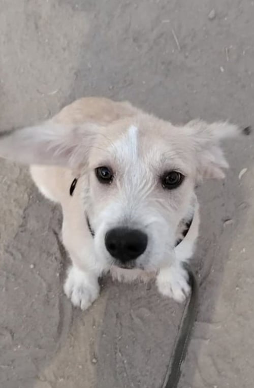 EDDIE - Terrier available for adoption