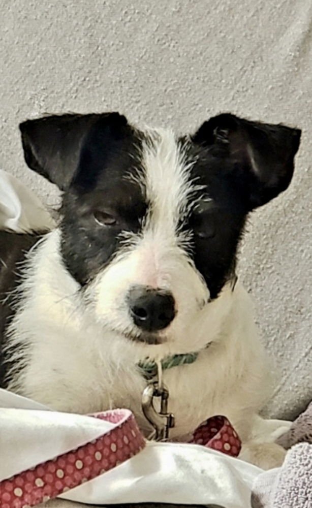 OPAL AKA GLADYS - Terrier available for adoption