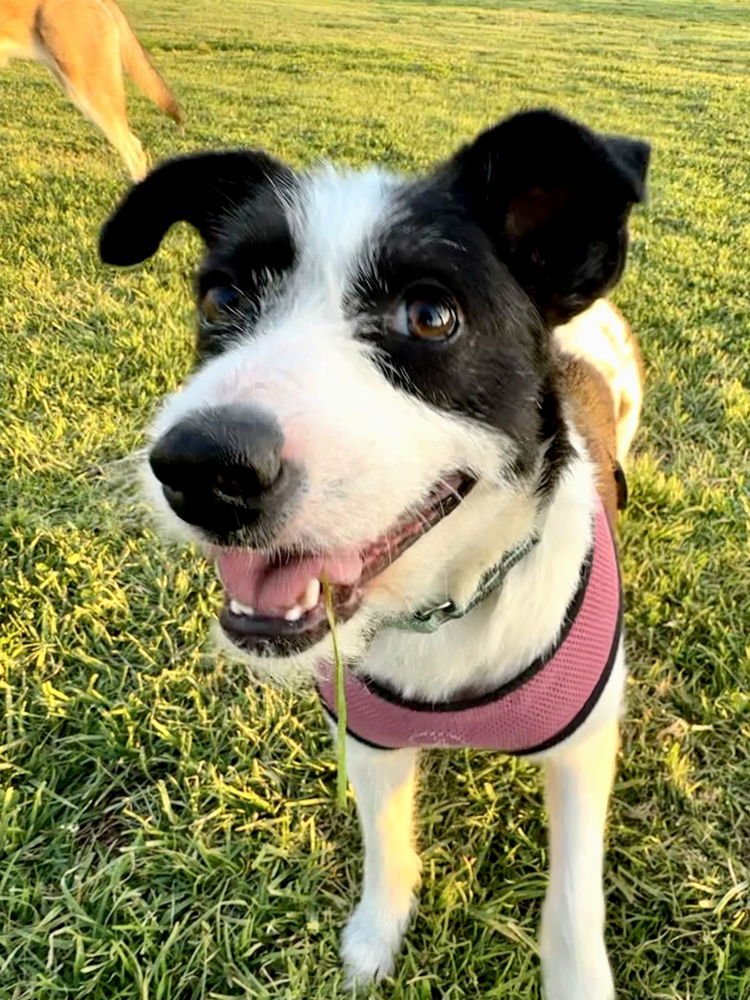 OPAL AKA GLADYS - Terrier available for adoption