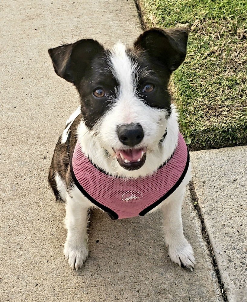 Opal aka Gladys - Photo 3