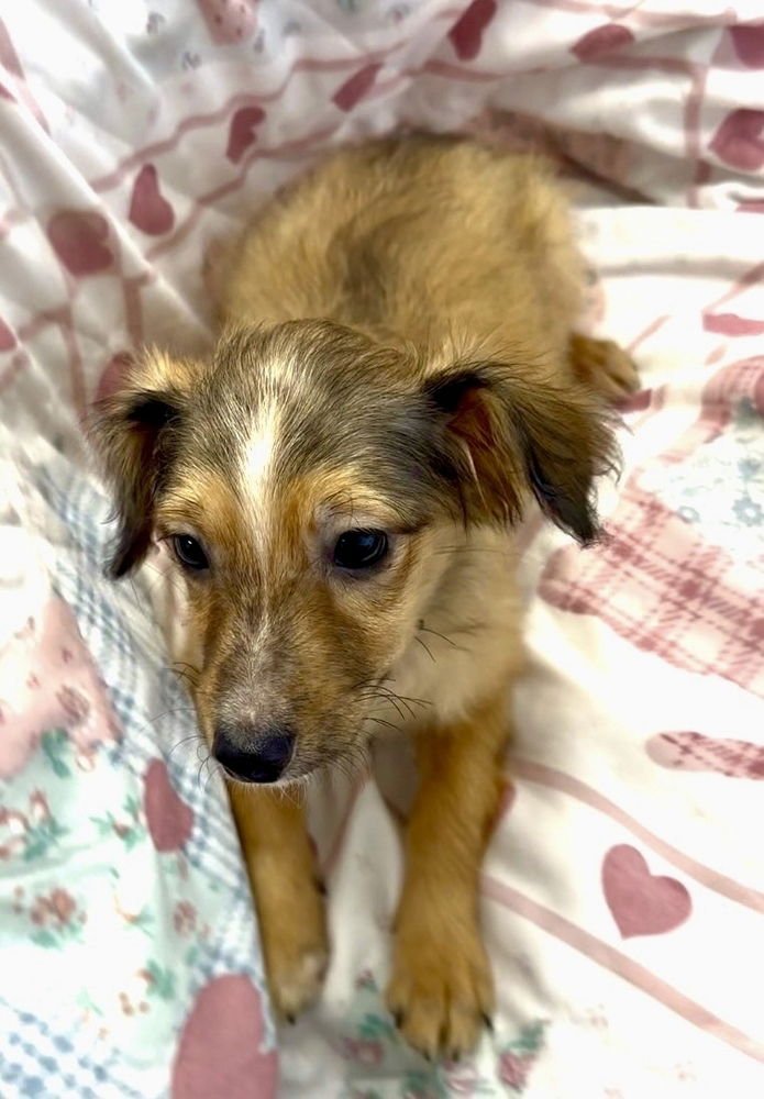 NOVA - Terrier / Shepherd available for adoption