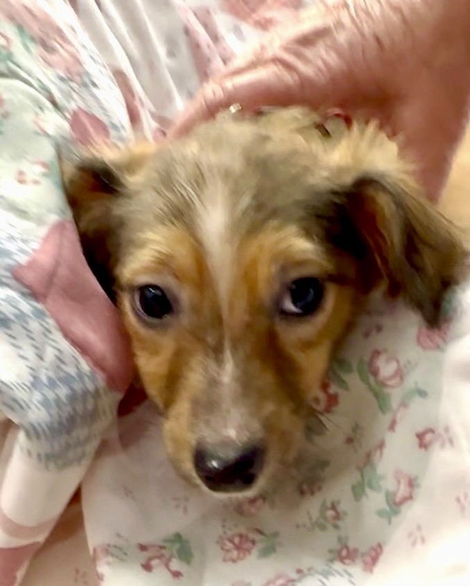 NOVA - Terrier / Shepherd available for adoption