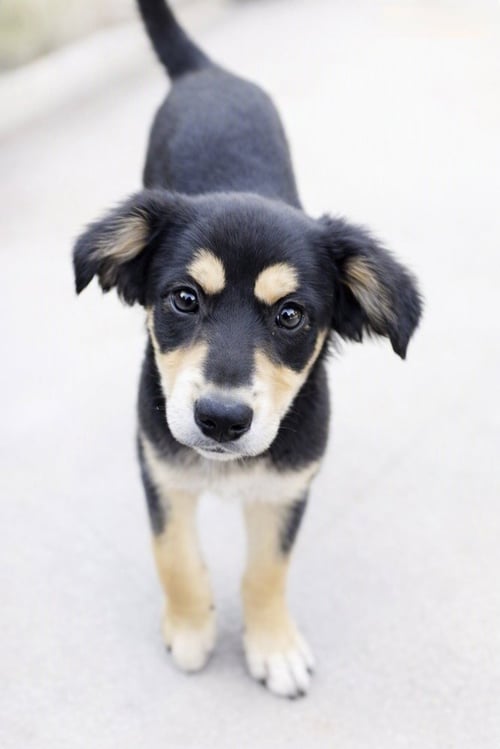 HUNTER - Black and Tan Coonhound available for adoption