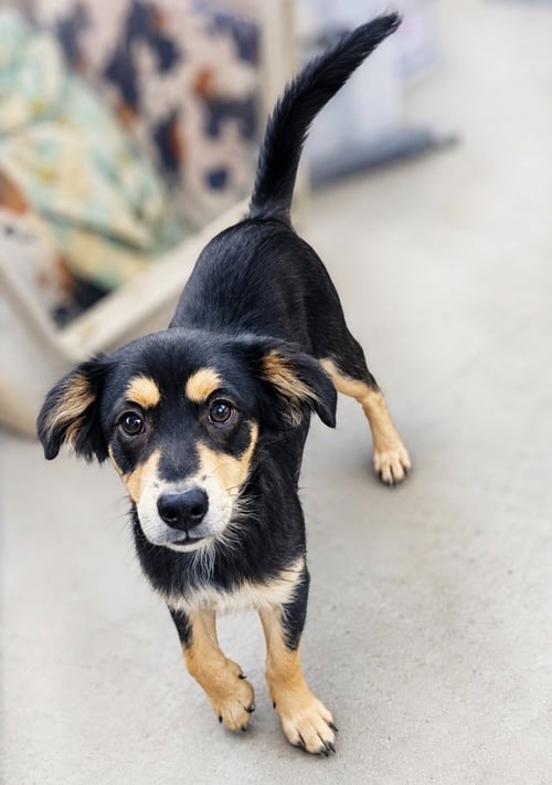 HUNTER - Black and Tan Coonhound available for adoption