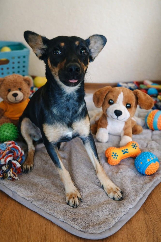 JADE - Miniature Pinscher / Terrier available for adoption