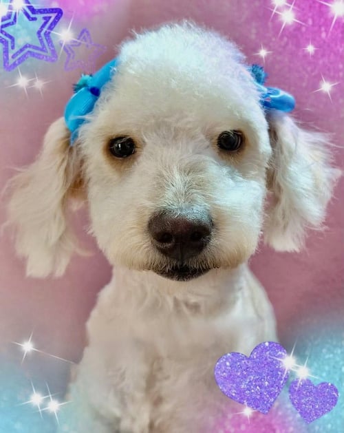 ELLA - Poodle (Miniature) available for adoption