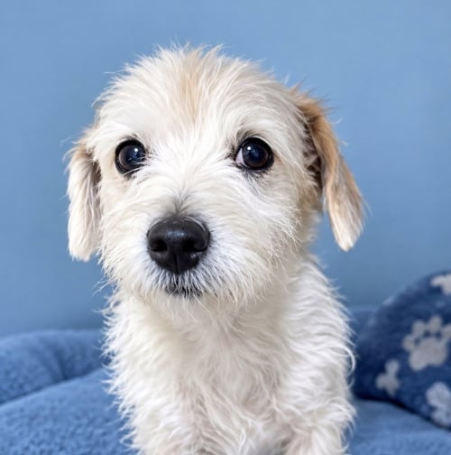 ELLA - Poodle (Miniature) available for adoption