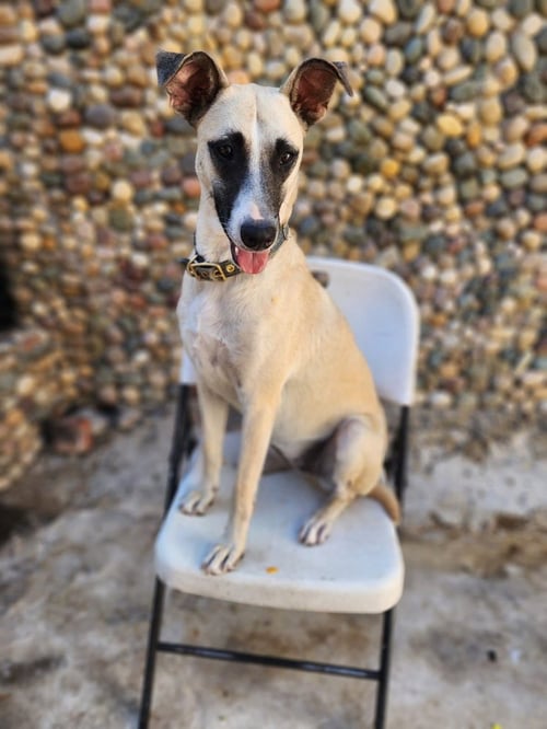 ROMA - Black Mouth Cur available for adoption