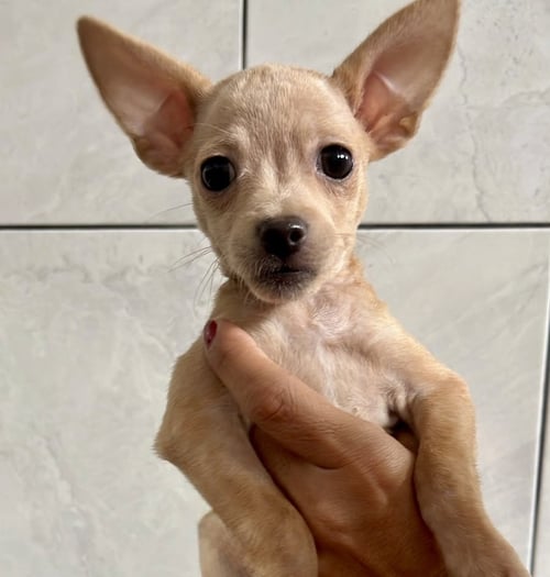 LEILA - Chihuahua / Shih Tzu available for adoption