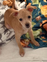Leila - Photo 4