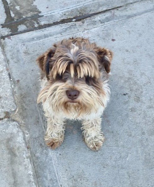 THEO - Miniature Schnauzer available for adoption