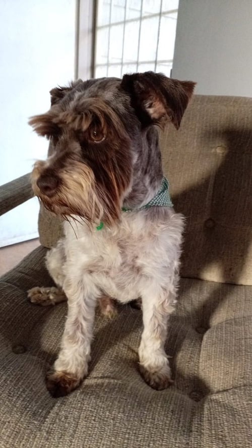 THEO - Miniature Schnauzer available for adoption