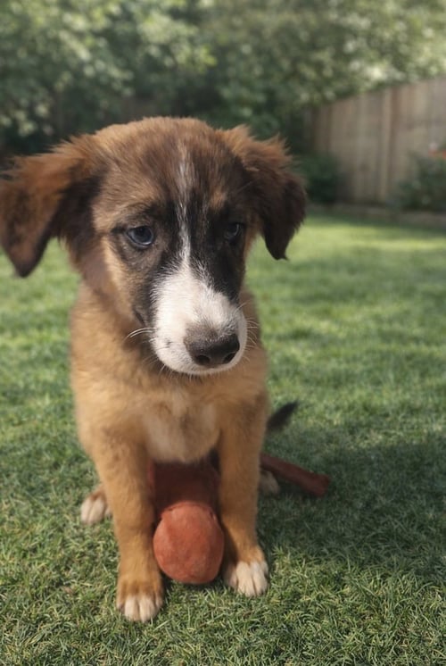 SPLASH - Australian Shepherd available for adoption