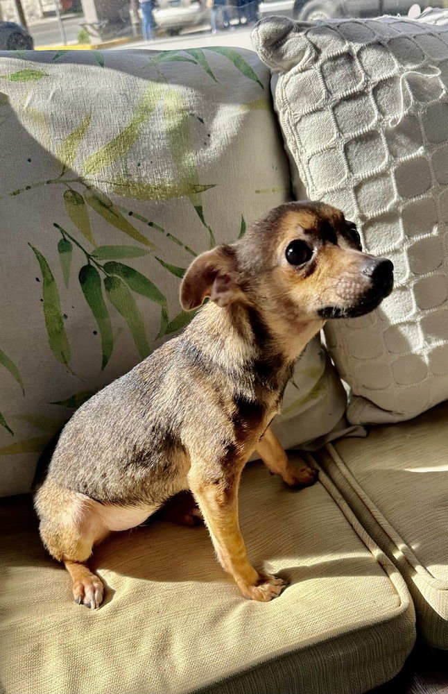 TIKI - Chihuahua available for adoption