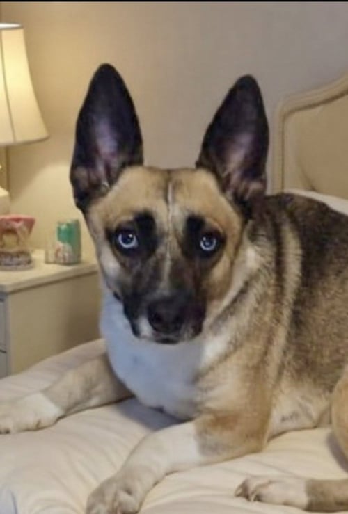 HENRIETTA AKA HENNY - Pembroke Welsh Corgi available for adoption