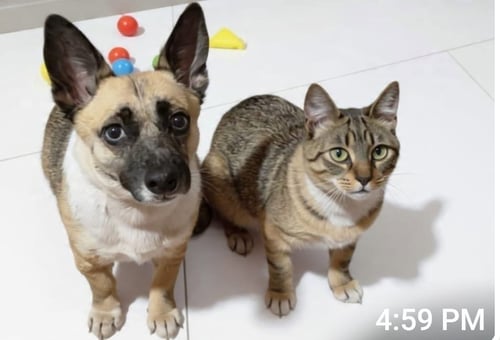 HENRIETTA AKA HENNY - Pembroke Welsh Corgi available for adoption