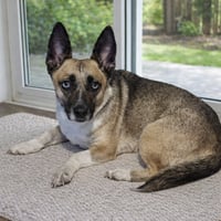 Henrietta aka Henny - Photo 3